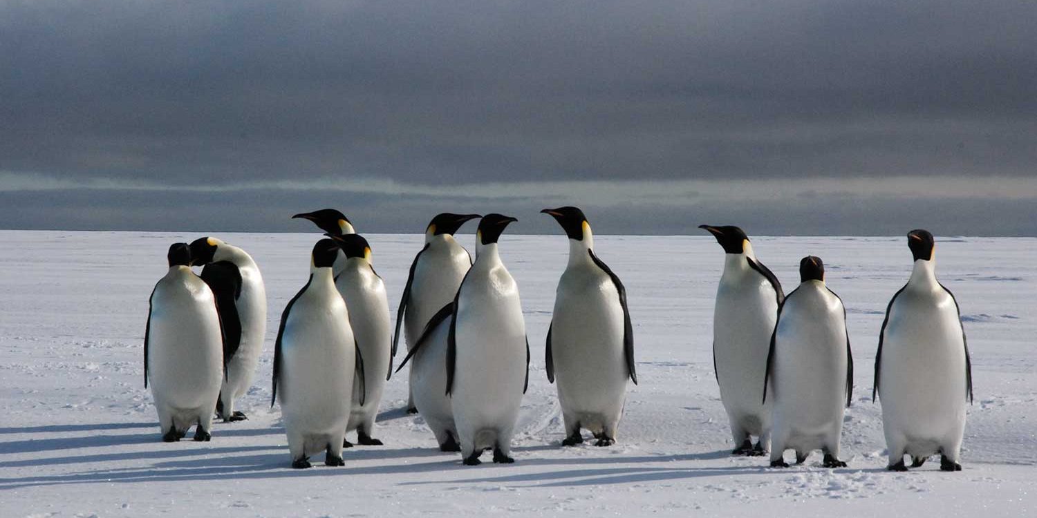 graphics-m_saito_antarctica-_dsc6928